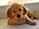 Chiot golden retriever trois mois