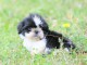 Chiots shih-tzu femelle a donné