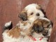 Chiots shih-tzu femelle a donné