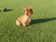 Chiots Cavalier King Charles Spaniel