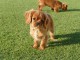 Chiots Cavalier King Charles Spaniel