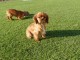 Chiots Cavalier King Charles Spaniel