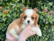 Chiots Cavalier King Charles Spaniel