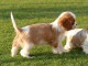 Chiots Cavalier King Charles Spaniel