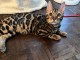 CHATON BENGAL LOOF Disponible 