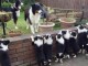 Magnifiques chiots Border collies 