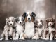 Chiots d’apparence Berger australiens 