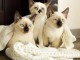 Chatons d’apparence ragdoll 