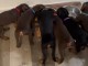 Adorables chiots Labrador retrievers 