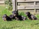 chiots Teckels à adopter