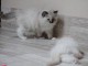 chatons Ragdoll à donner contre bon soins