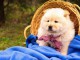Chow Chow chiots à vendre