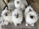 Adorables chatons ragdoll 