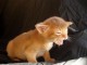 Chatons de race Davon Rex