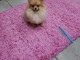 Adorables Spitz allemand lof