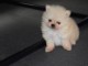 Adorables Spitz allemand lof