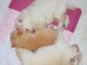 Adorables Spitz allemand lof