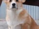Corgi gallois de Pembroke chiots