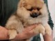 poméranien chiots TOP qualité