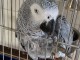 animales adorables más precisamente el loro