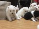  Chiots Spitz nains  mâle et femelle