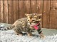 Magnifique  chaton Bengal disponible