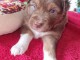 chiots Berger Australien disponibles