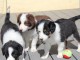 Chiots Border Collie Ages de 3 Mois