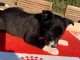 Chiots Border Collie Ages de 3 Mois