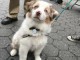 Check our cute Australian Shepherd puppies for sale. Filter by ge
