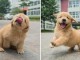 Adorables chiots Golden Retriever à adopter pour information cont