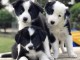 Magnifiques chiots Border collies 