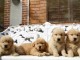 Chiots d’apparence goldens Retrievers 