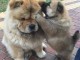 Superbes chiots chow-chow 