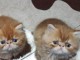 Magnifique chaton persan à adopter