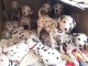 Chiots d’apparence dalmatiens  