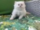 Magnifique chaton persan à adopter