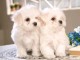 adorables bichons maltais