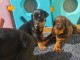 Chiots Dobermann Adoption