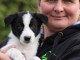 Chiots Border Collie Adoption