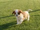 Chiots Cavalier King Charles