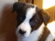 Chiots Border Collie Adoption