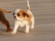 Chiots Cavalier King Charles Offre