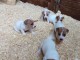 Chiots Jack Russell Terrier