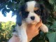 Chiots Cavalier King Charles Offre