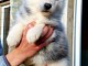 Chiots Husky Siberien Adoption