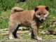 Magnifique chiots type Shiba