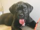 Chiots Cane Corso Adoption