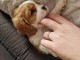 Chiots Cavalier King Charles Offre