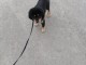 Chiots Dogue du Tibet